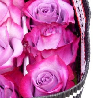 ROSA ECU DEEP PURPLE 601