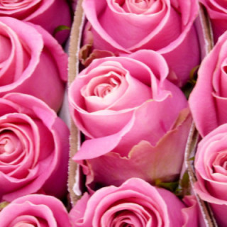 ROSA ECU HERMOSA 601