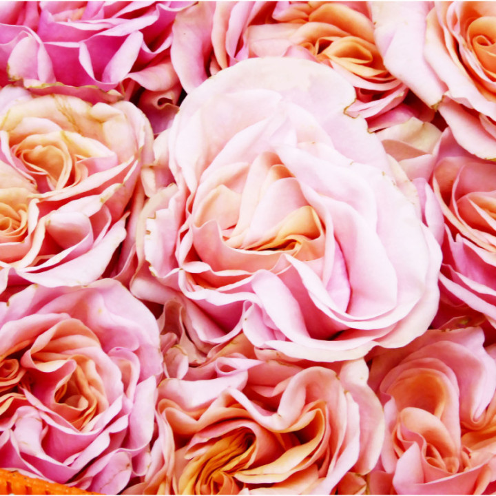 ROSA ECU PHOENIX 602