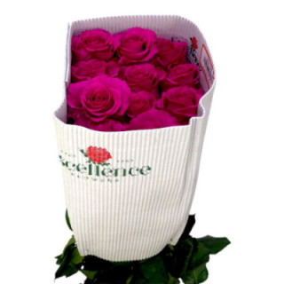 ROSA ECU ROS-TINA 601