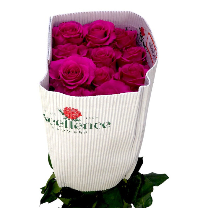 ROSA ECU ROS-TINA 601