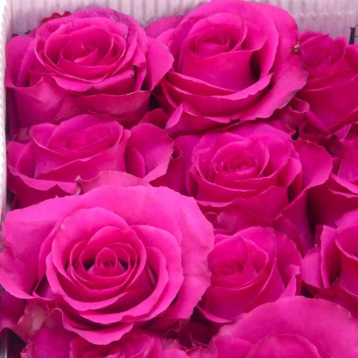 ROSA ECU ROS-TINA 602