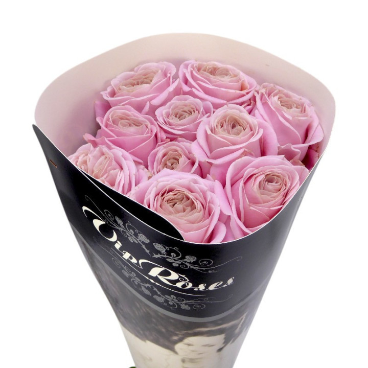 ROSA HOL REBELLION SWEET 701