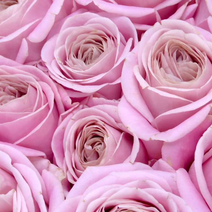 ROSA HOL REBELLION SWEET 702