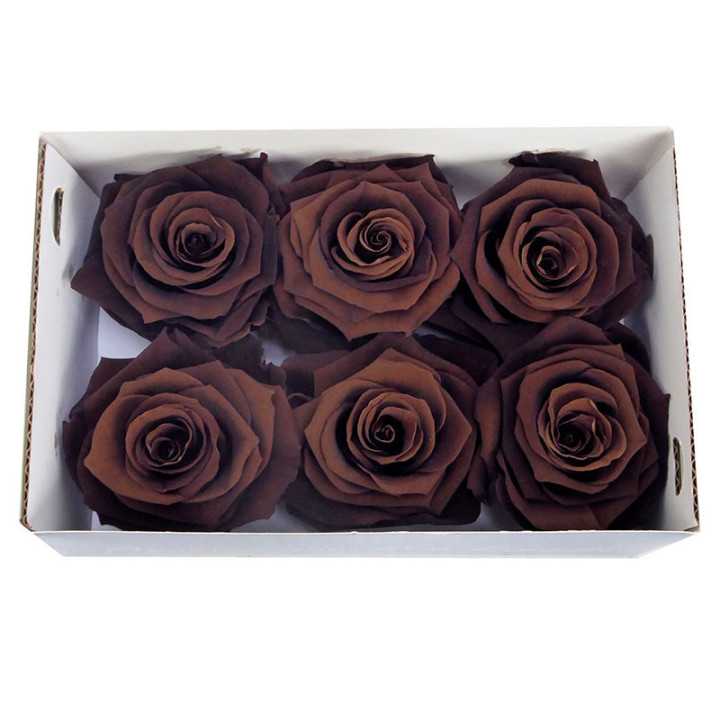 ROSA PRESERVADA BROWN EBONY 6 UNID1
