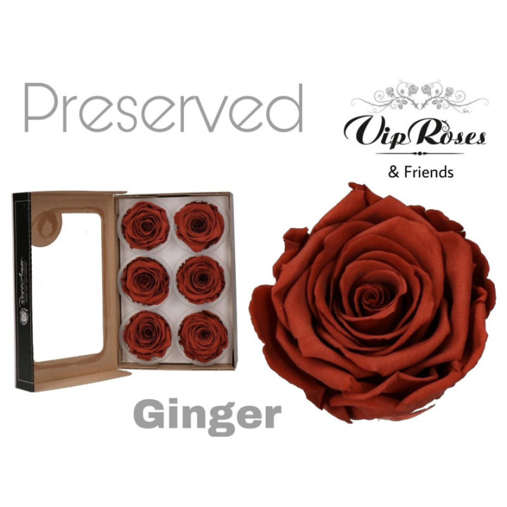 ROSA PRESERVADA GINGER 6 UNID1