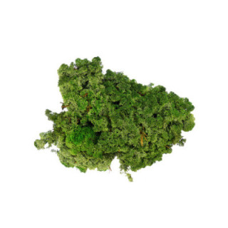 MUSGO POLAR PRESERVADO 1KG MOI/11001