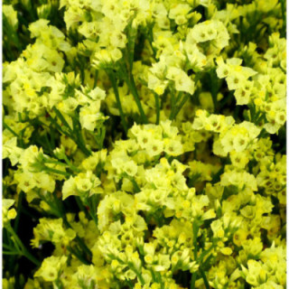LIMONIUM PINEAPPLE DIAMOND 601