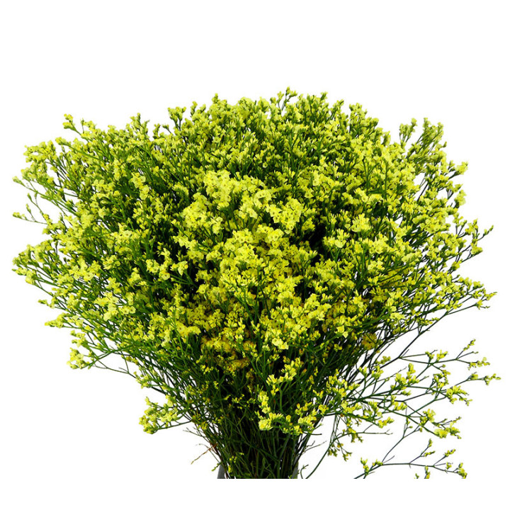 LIMONIUM PINEAPPLE DIAMOND 602
