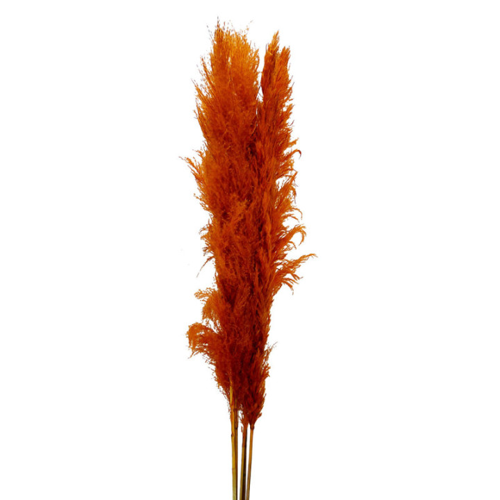 PAMPAS ORANGE 1151