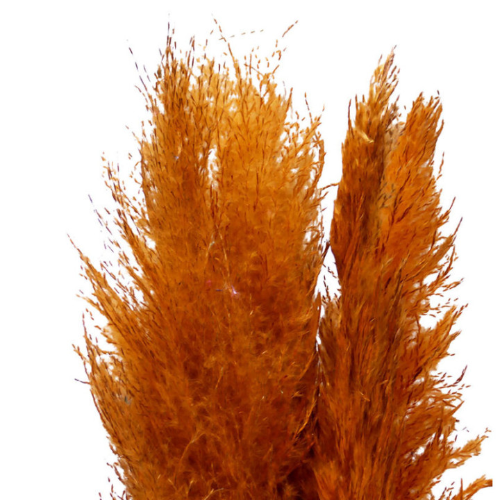 PAMPAS ORANGE 1152