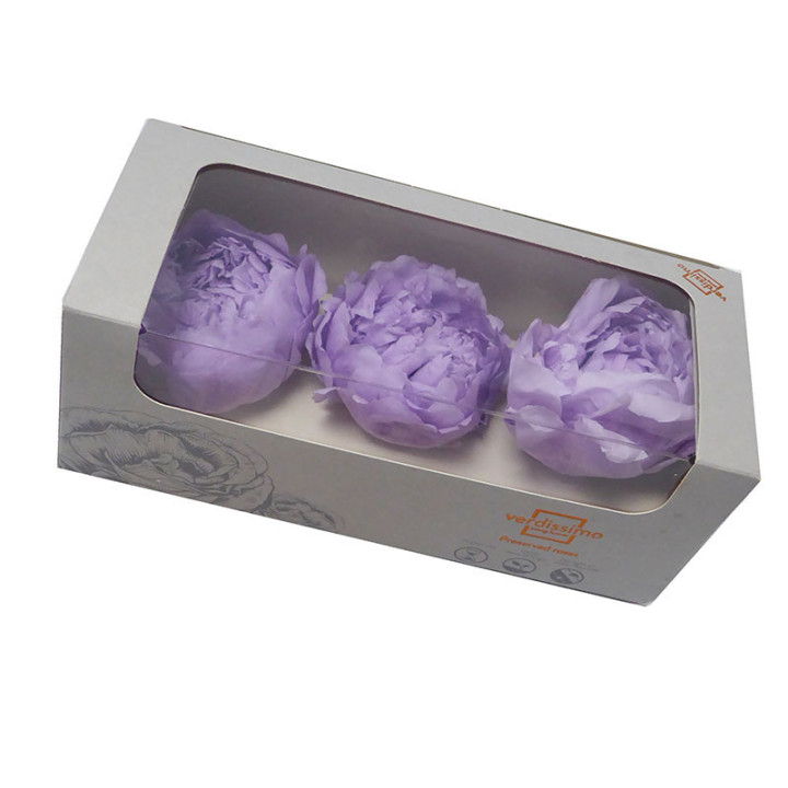 PAEONIA PRESERVADA LAVANDA 3UND1