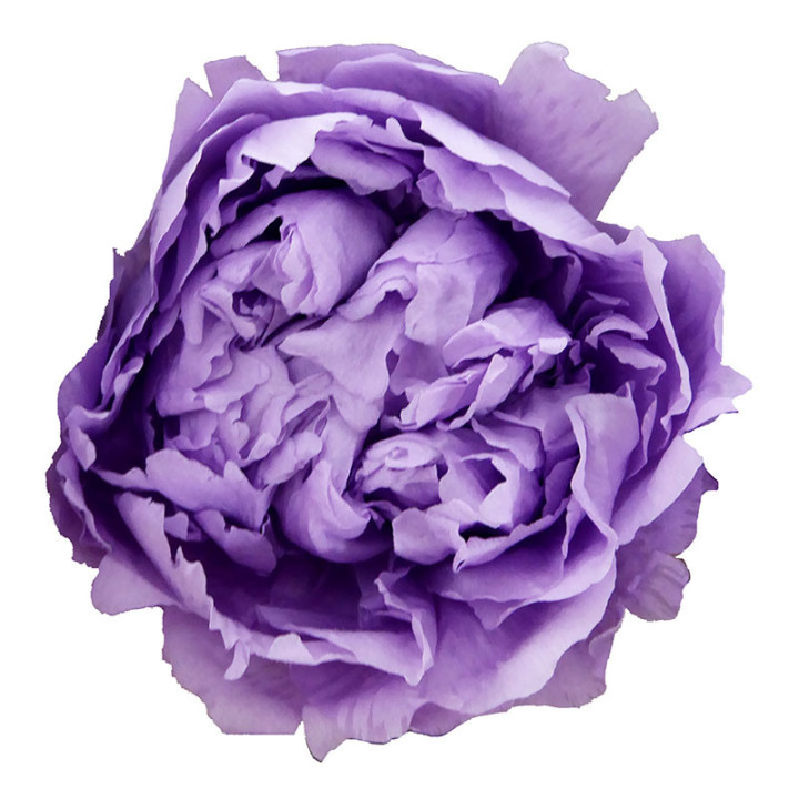 PAEONIA PRESERVADA LAVANDA 3UND2