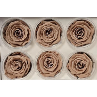 ROSA PRESERVADA LATTE 6 UNID1