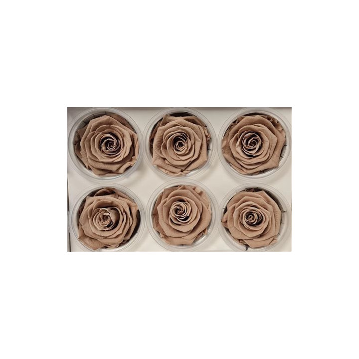 ROSA PRESERVADA LATTE 6 UNID1