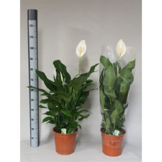 PL. SPATHIPHYLLUM SWEET LAURETTA 100CM X11