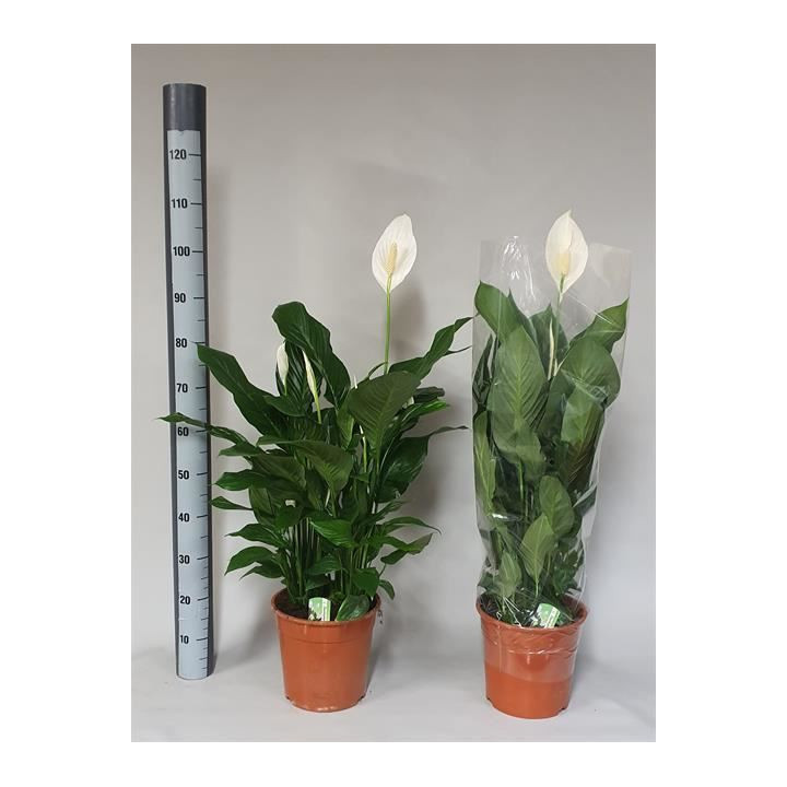 PL. SPATHIPHYLLUM SWEET LAURETTA 100CM X11