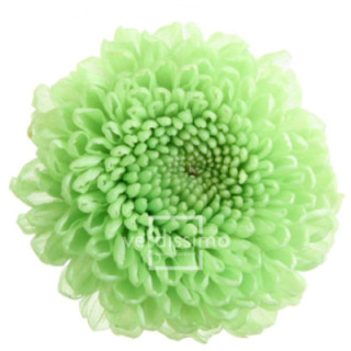 FOCUS PRESERVADO VERDE FOC/21601
