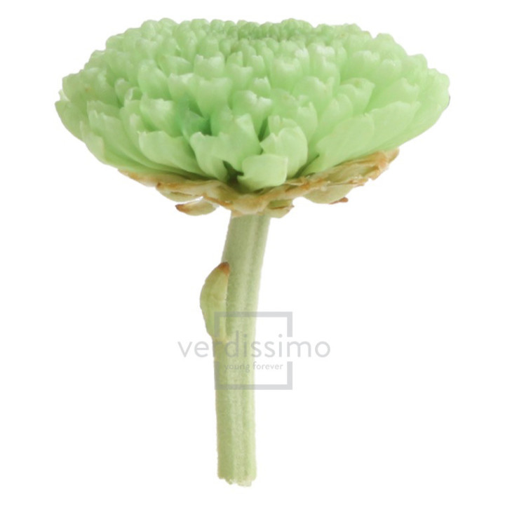 FOCUS PRESERVADO VERDE FOC/21602