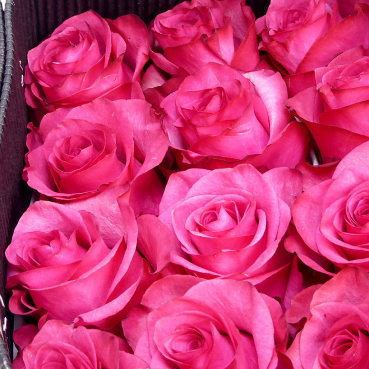 ROSA ECU LOLA 602