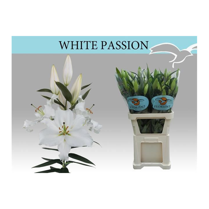 LILIUM ORIENTAL HOL WHITE PASSION 901