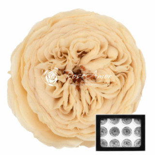 ROSA PRESERVADA AMELIA CHAMPAGNE 01 12 UNID1