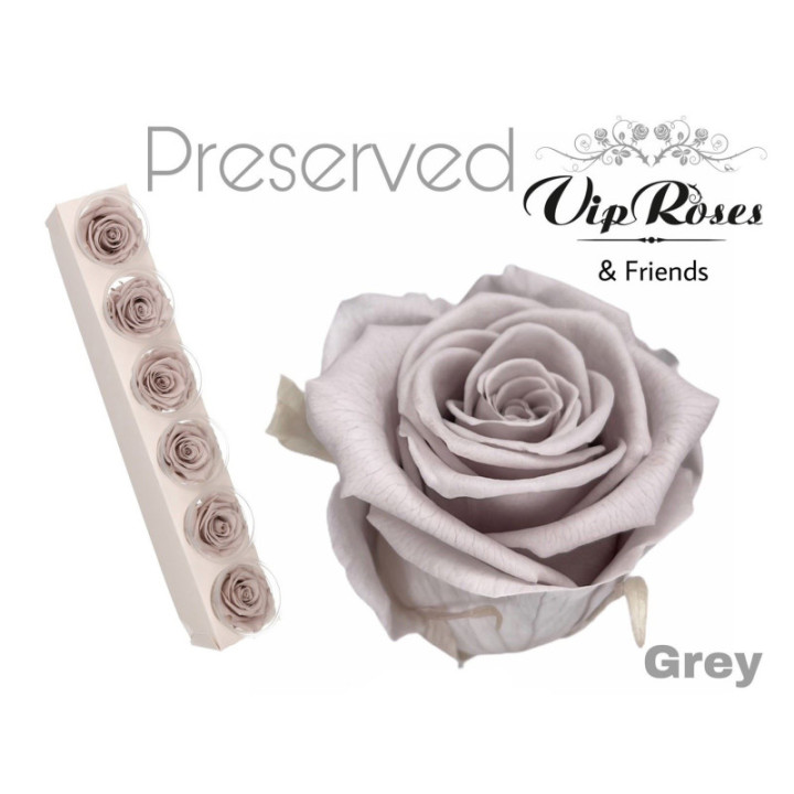 ROSA PRESERVADA GREY 6 UNID1