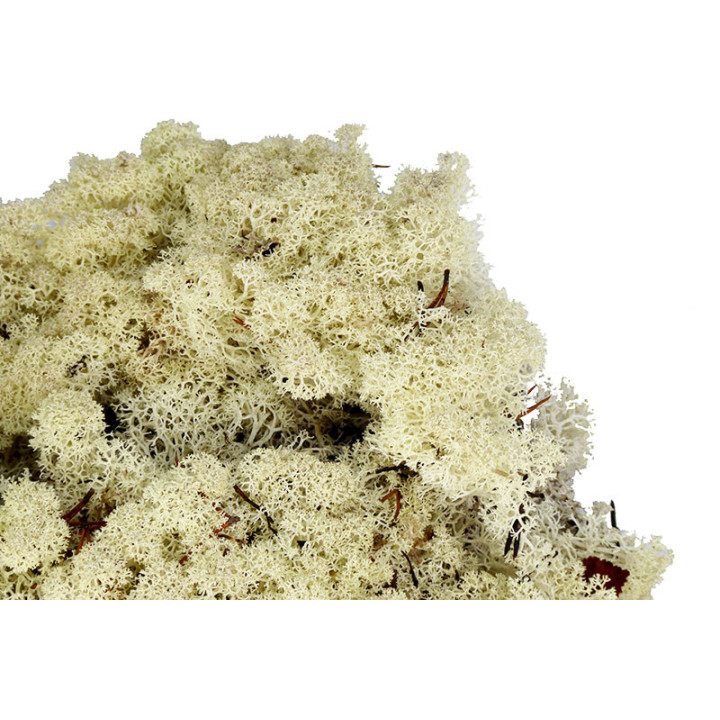 MUSGO POLAR PRESERVADO 1KG MOI/10002