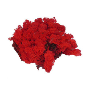 MUSGO POLAR PRESERVADO 1KG MOI/12001
