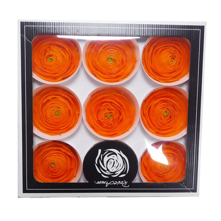 RANUNCULO CLONI PRESERVADO ORANGE X91