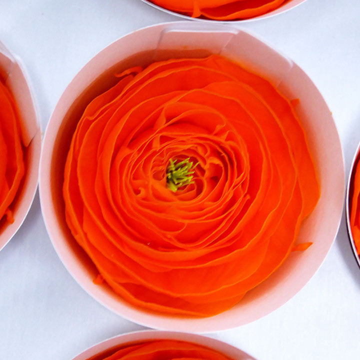 RANUNCULO CLONI PRESERVADO ORANGE X92