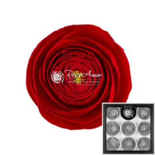 RANUNCULO CLONI PRESERVADO RED X91