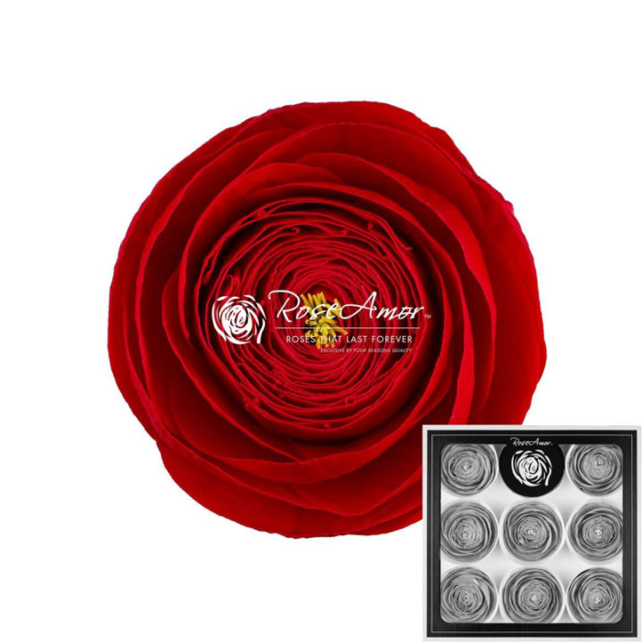 RANUNCULO CLONI PRESERVADO RED X91