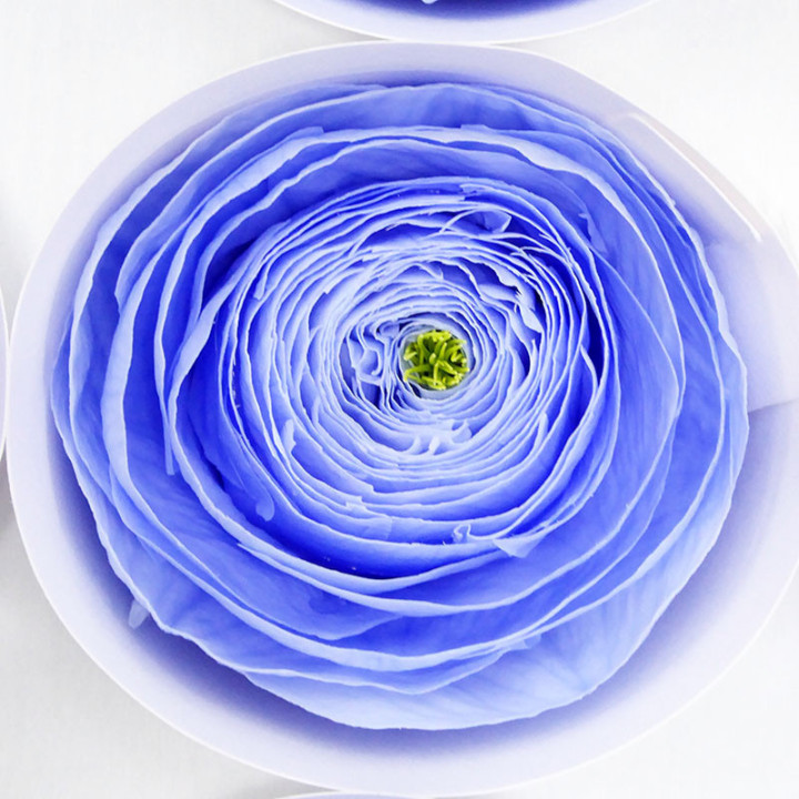 RANUNCULO CLONI PRESERVADO VIOLET X92