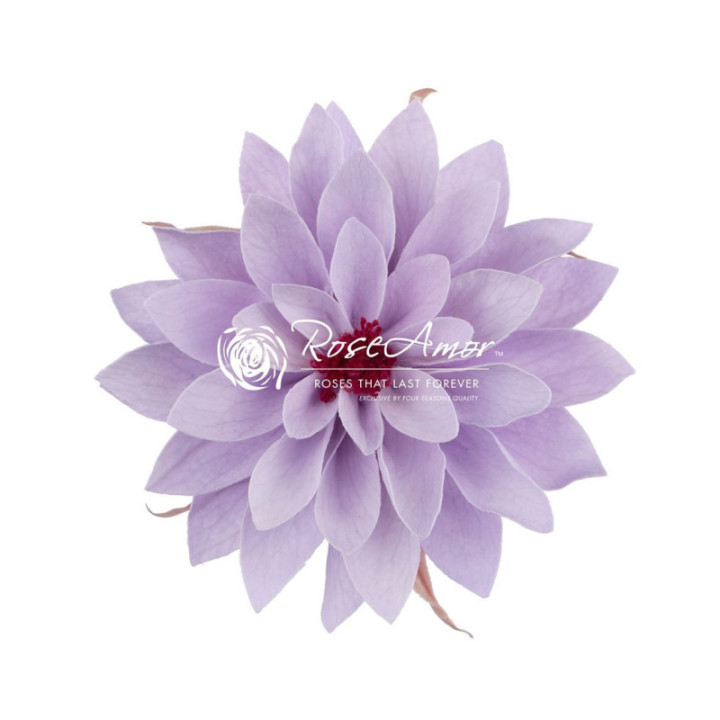 DAHLIA PRESERVADA VIO 03 X81