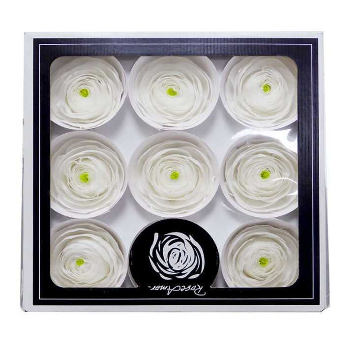 RANUNCULO CLONI PRESERVADO WHITE X91