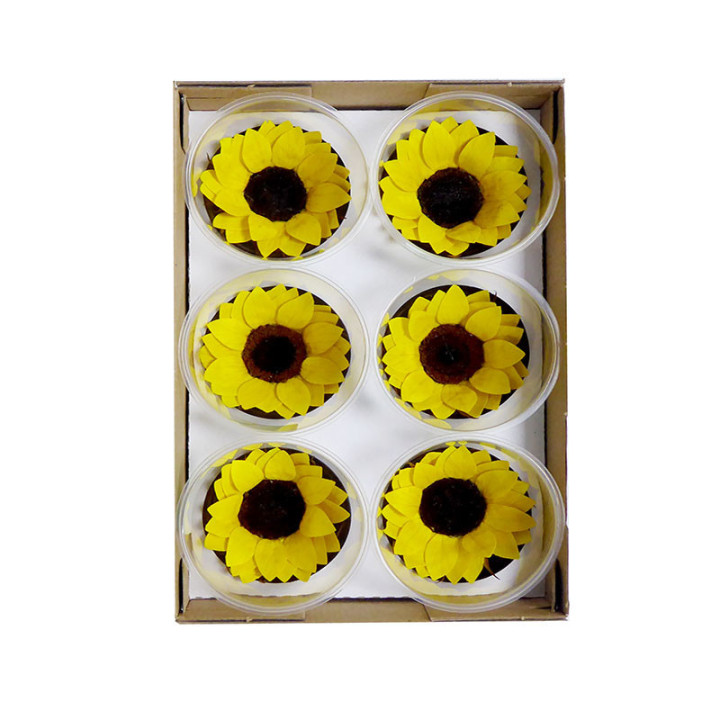 GIRASOL PRESERVADO AMARILLO X62