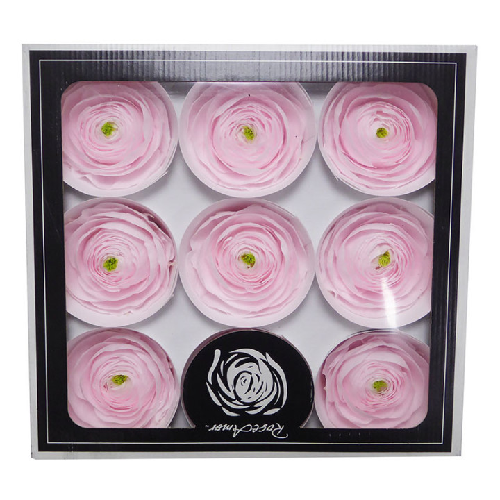 RANUNCULO CLONI PRESERVADO LIGHT PINK X91
