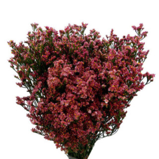 LIMONIUM INCA DIAMOND 601