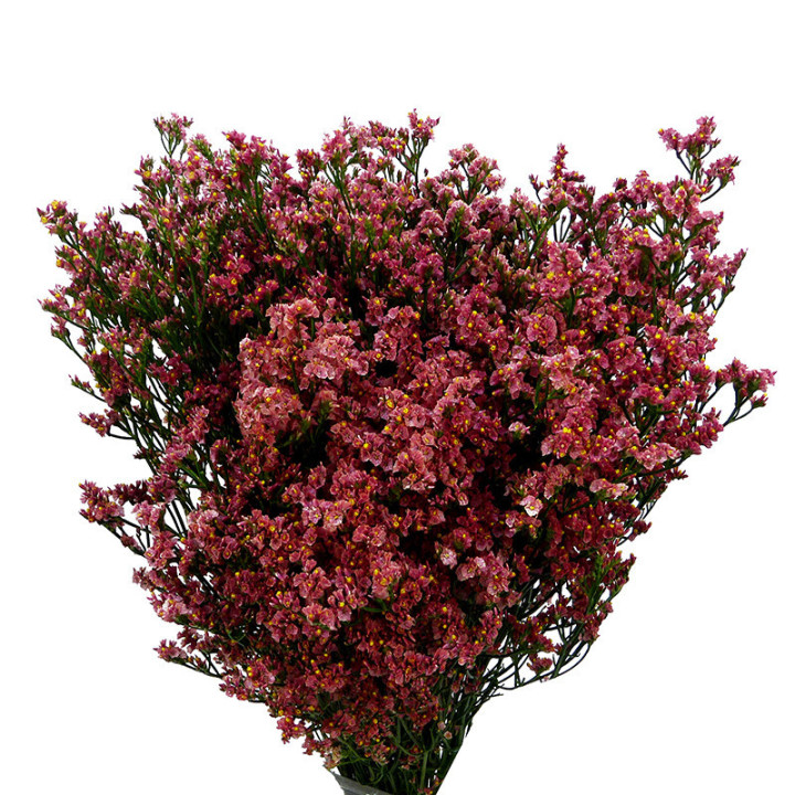 LIMONIUM INCA DIAMOND 601