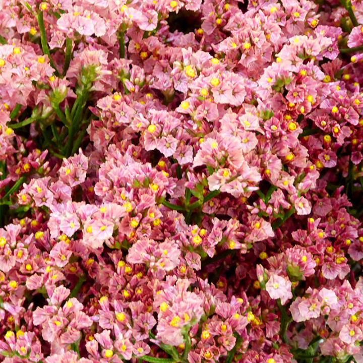 LIMONIUM INCA DIAMOND 602