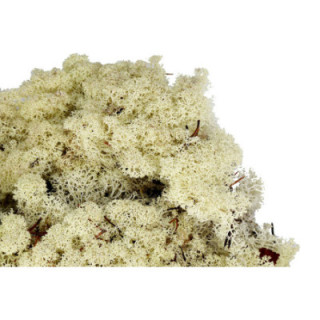 MUSGO POLAR PRESERVADO 5KG MOI/50001