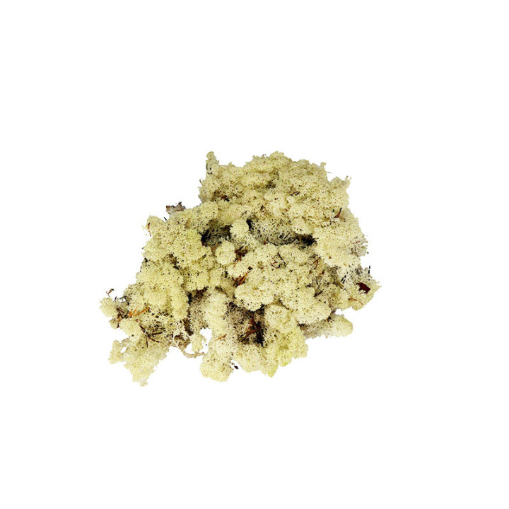 MUSGO POLAR PRESERVADO 5KG MOI/50002
