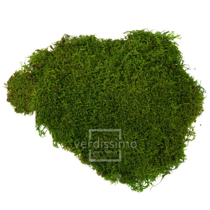 MUSGO PLANO PRESERVADO 2.5KG MOU/21001