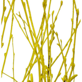 BERK AMARILLO1
