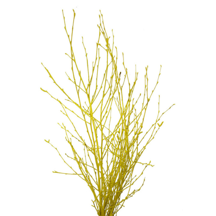 BERK AMARILLO2