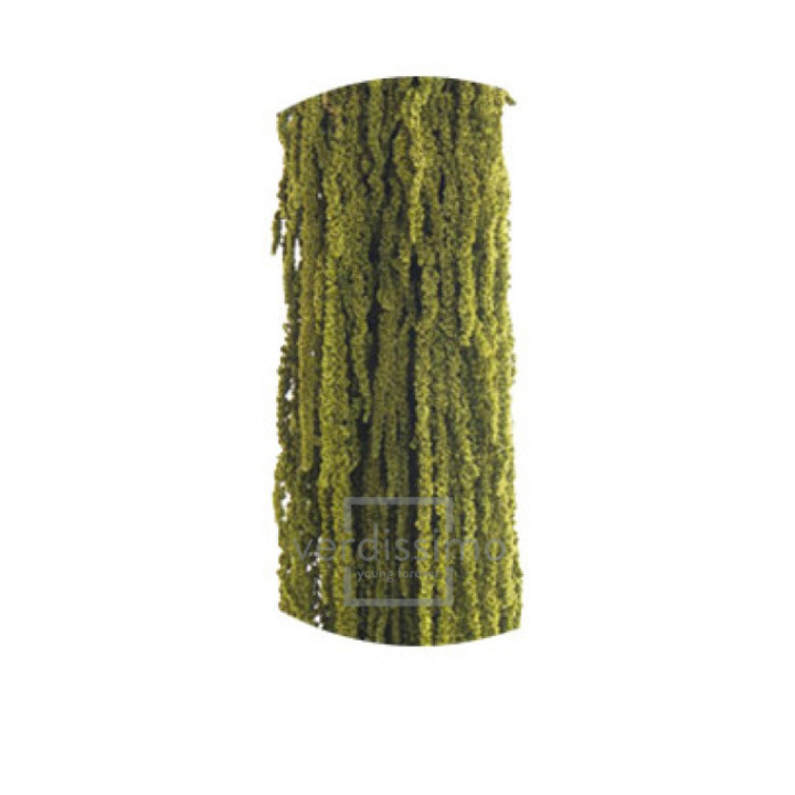 AMARANTHUS PRESERVADO ALMENDRA AMA/41141