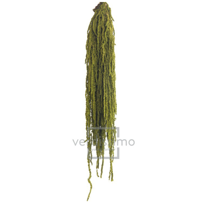 AMARANTHUS PRESERVADO ALMENDRA AMA/41142