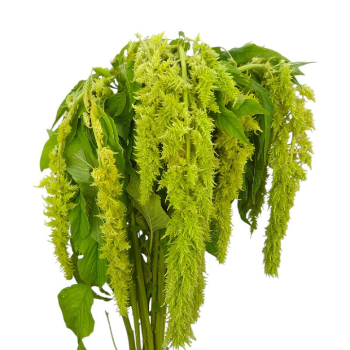 AMARANTHUS GREEN SPIDER 751