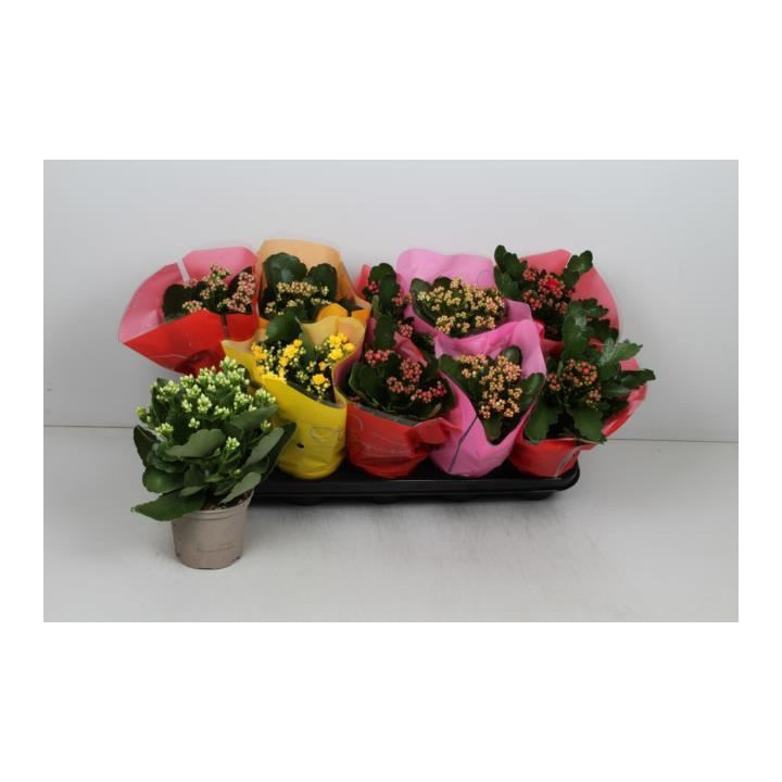 PL. KALANCHOE MIXTO 6KL 25CM X101